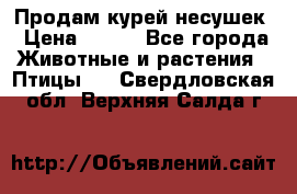 Продам курей несушек › Цена ­ 350 - Все города Животные и растения » Птицы   . Свердловская обл.,Верхняя Салда г.